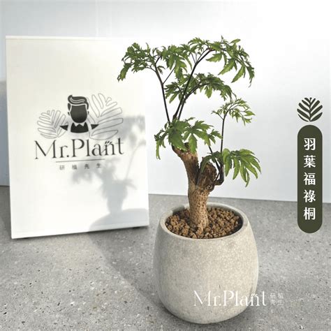 招財 植物|My Space／「居家風水學⸺植物篇」 如何招好運、。